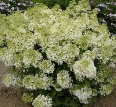 Hortenzija 'Bombshell' (Piegāde 20.-22. aprīlī)